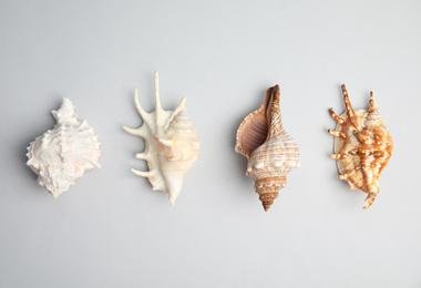 Different beautiful sea shells on light grey background, flat lay