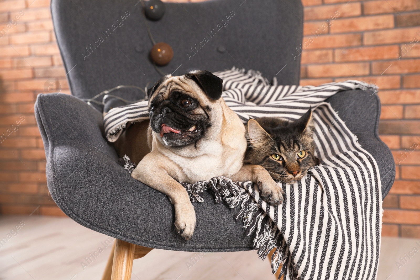 Photo of Cute cat and pug dog with blanket in armchair at home. Cozy winter