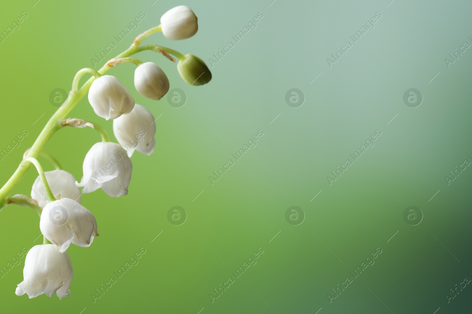 Photo of Beautiful lily of the valley flower on blurred green background, closeup. Space for text