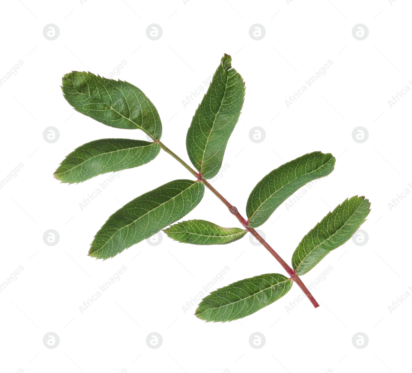Photo of Green rowan berry leaves isolated on white