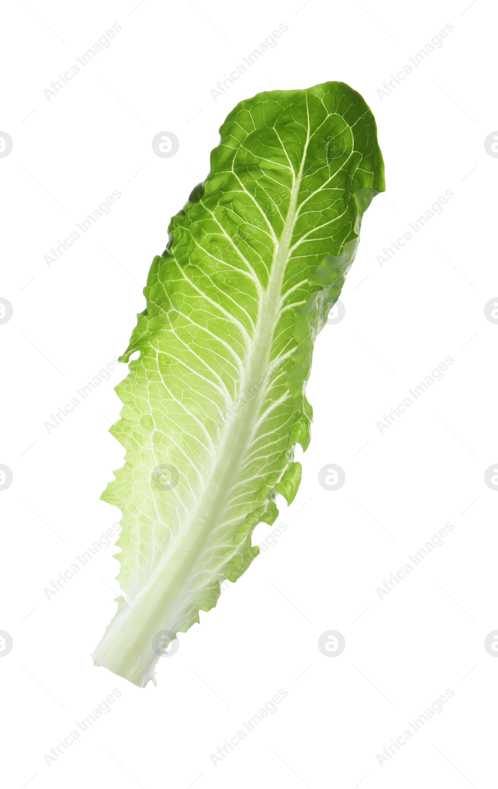 Photo of Fresh leaf of green romaine lettuce isolated on white