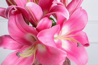 Beautiful pink lily flowers on light background, closeup