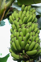 Unripe bananas growing on tree outdoors, low angle view