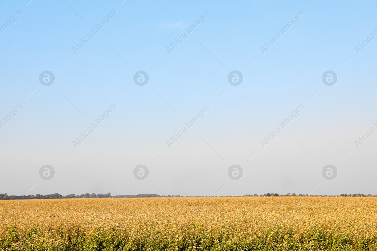 Photo of Beautiful view of buckwheat field under blue sky