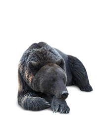 Image of Furry bear on white background. Wild animal