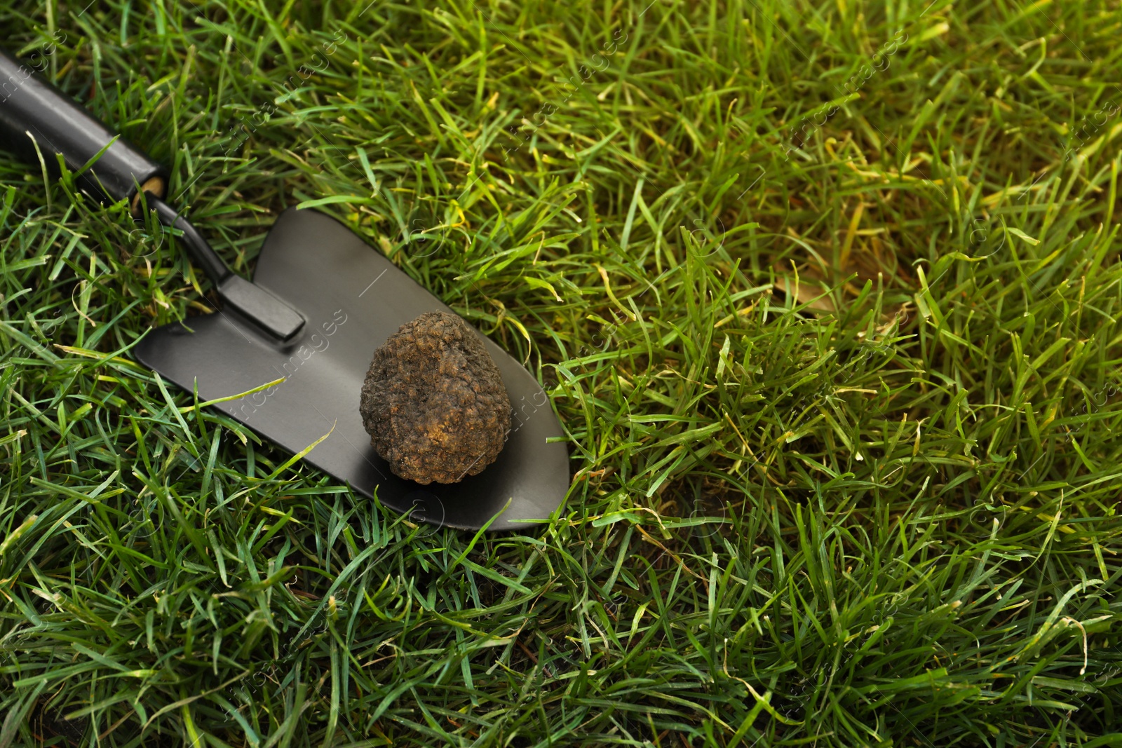 Photo of Shovel with fresh truffle on green grass, space for text