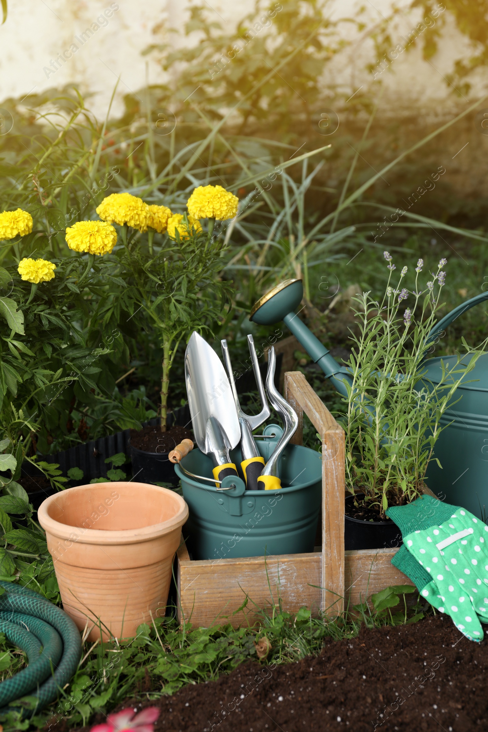 Photo of Beautiful flowers and gardening tools on soil at backyard