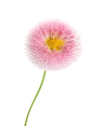 Photo of Beautiful blooming daisy against white background. Spring flower