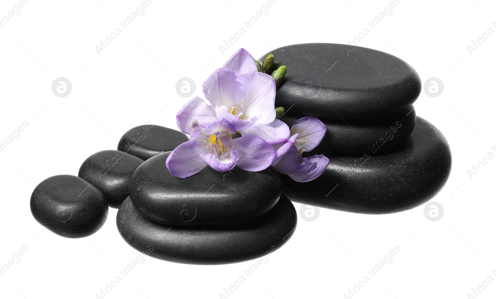 Photo of Beautiful violet freesia flowers and stones isolated on white