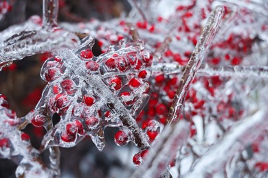 Photo of Tree with red berries in ice glaze outdoors on winter day, closeup