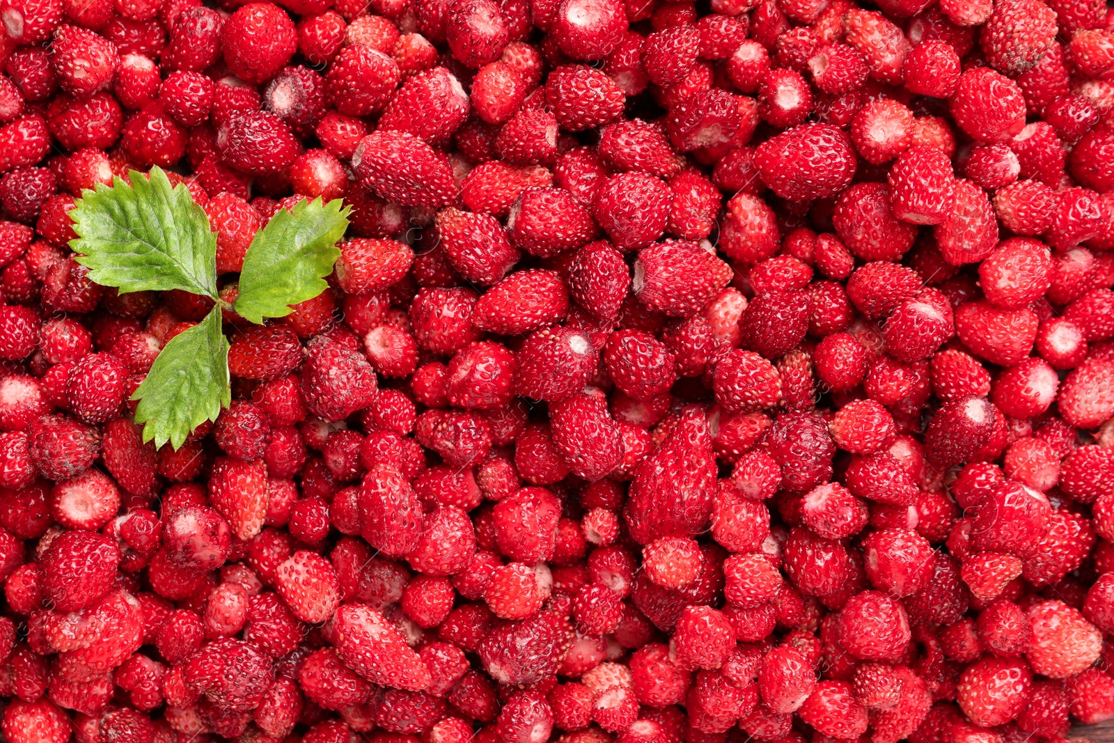 Photo of Many fresh wild strawberries and leaves as background, top view