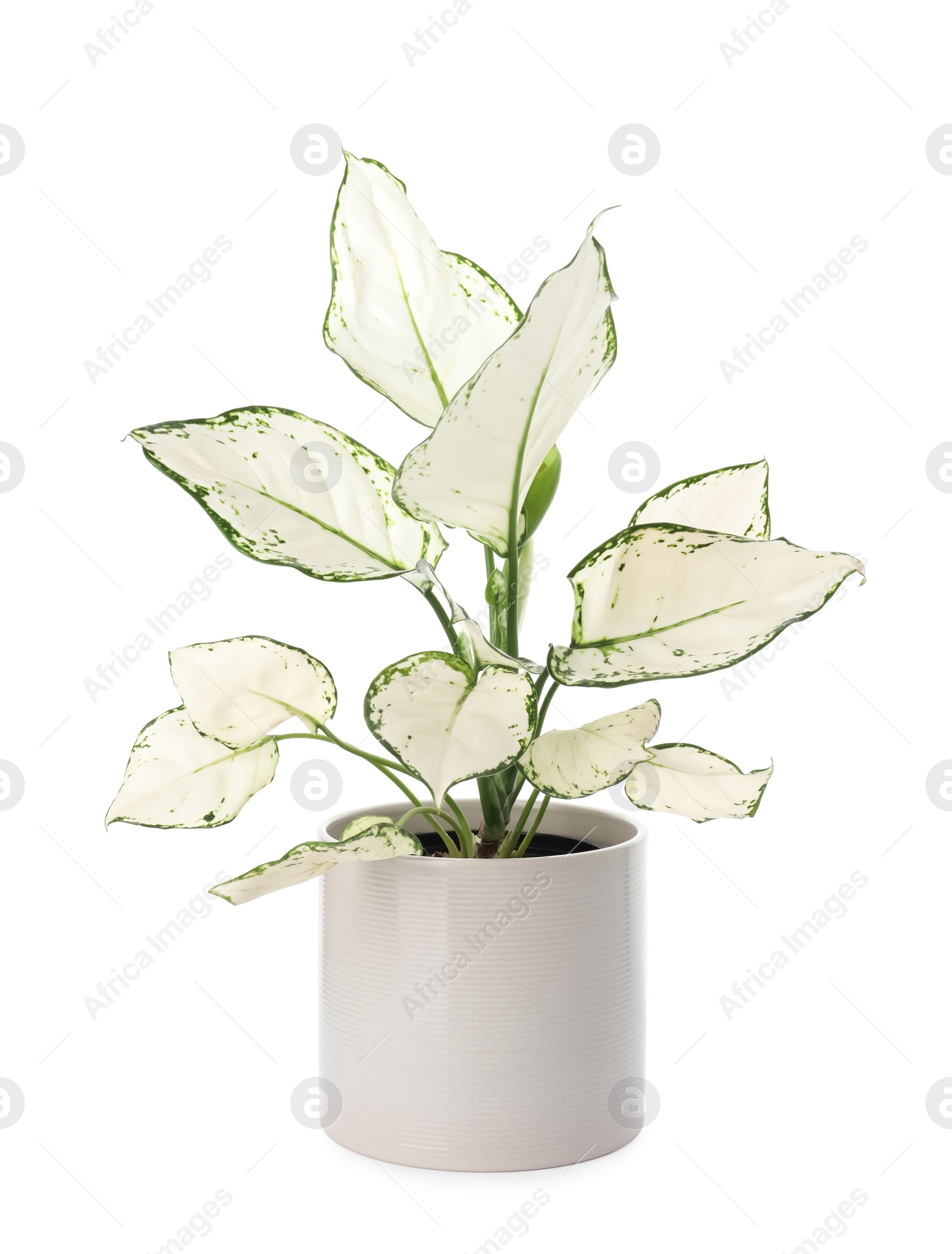 Photo of Beautiful Aglaonema plant in flowerpot isolated on white. House decor