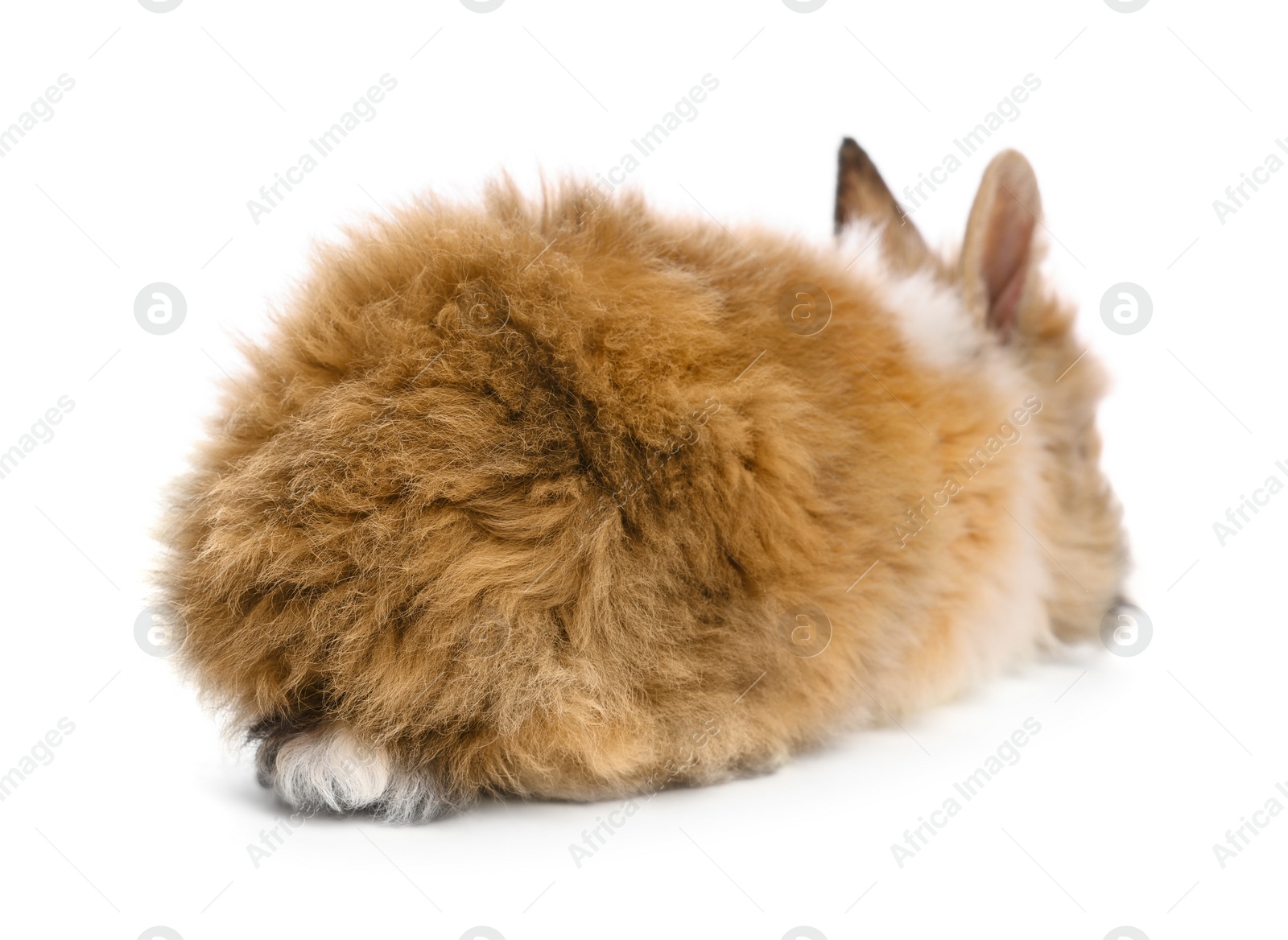 Photo of Cute little rabbit on white background, back view