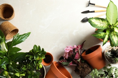 Photo of Flat lay composition with pots, home plants and gardening tools on light background. Space for text