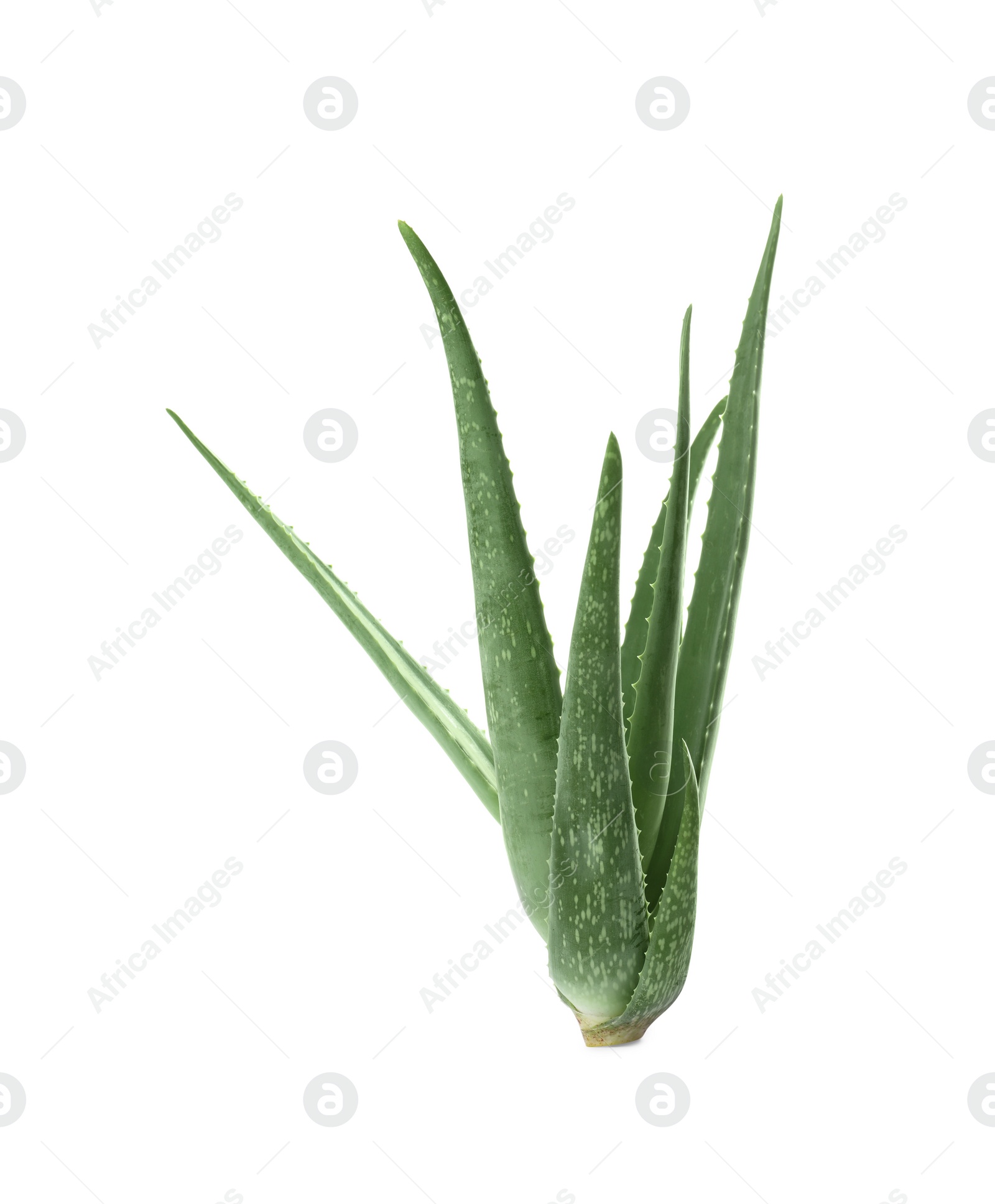 Photo of Green aloe vera plant isolated on white