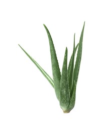 Photo of Green aloe vera plant isolated on white