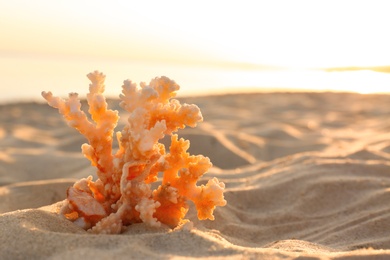 Sandy beach with beautiful coral near sea on summer day. Space for text