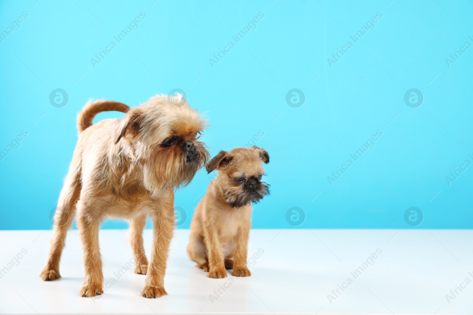 Photo of Studio portrait of funny Brussels Griffon dogs on color background. Space for text