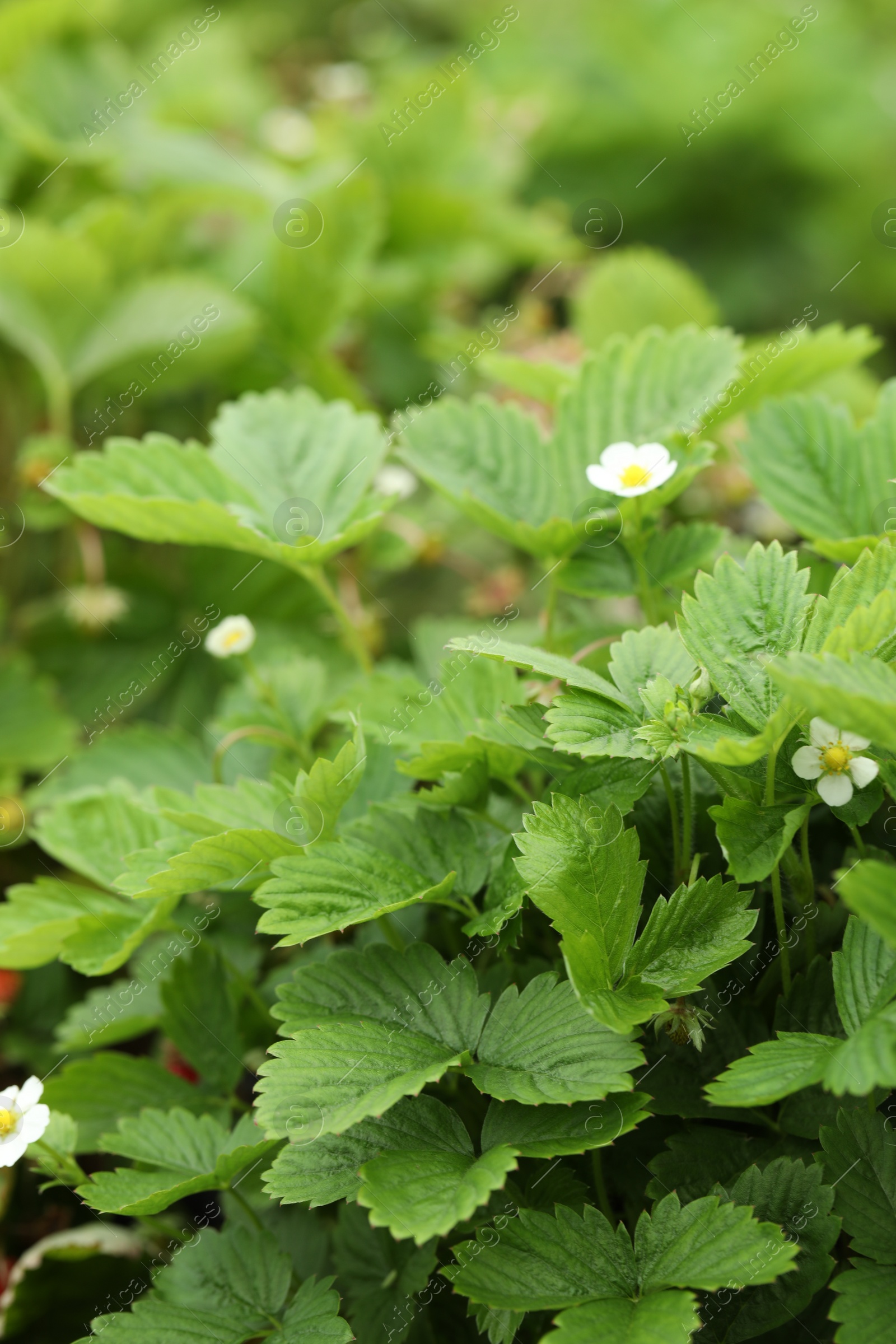 Photo of Wild strawberry bushes growing outdoors. Seasonal berries