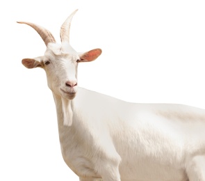 Image of Cute goat on white background. Animal husbandry