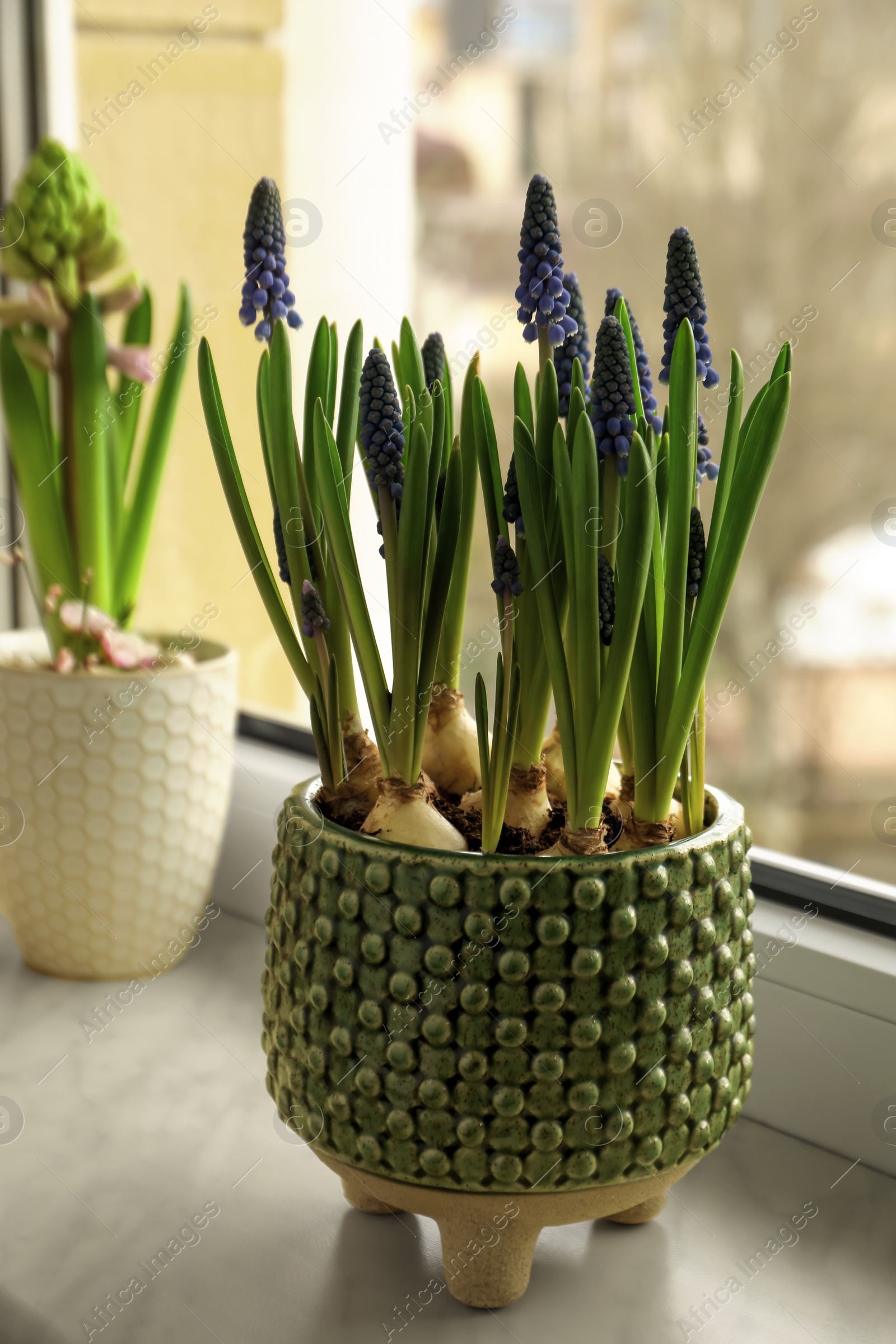 Photo of Beautiful bulbous plants on windowsill indoors. Spring time