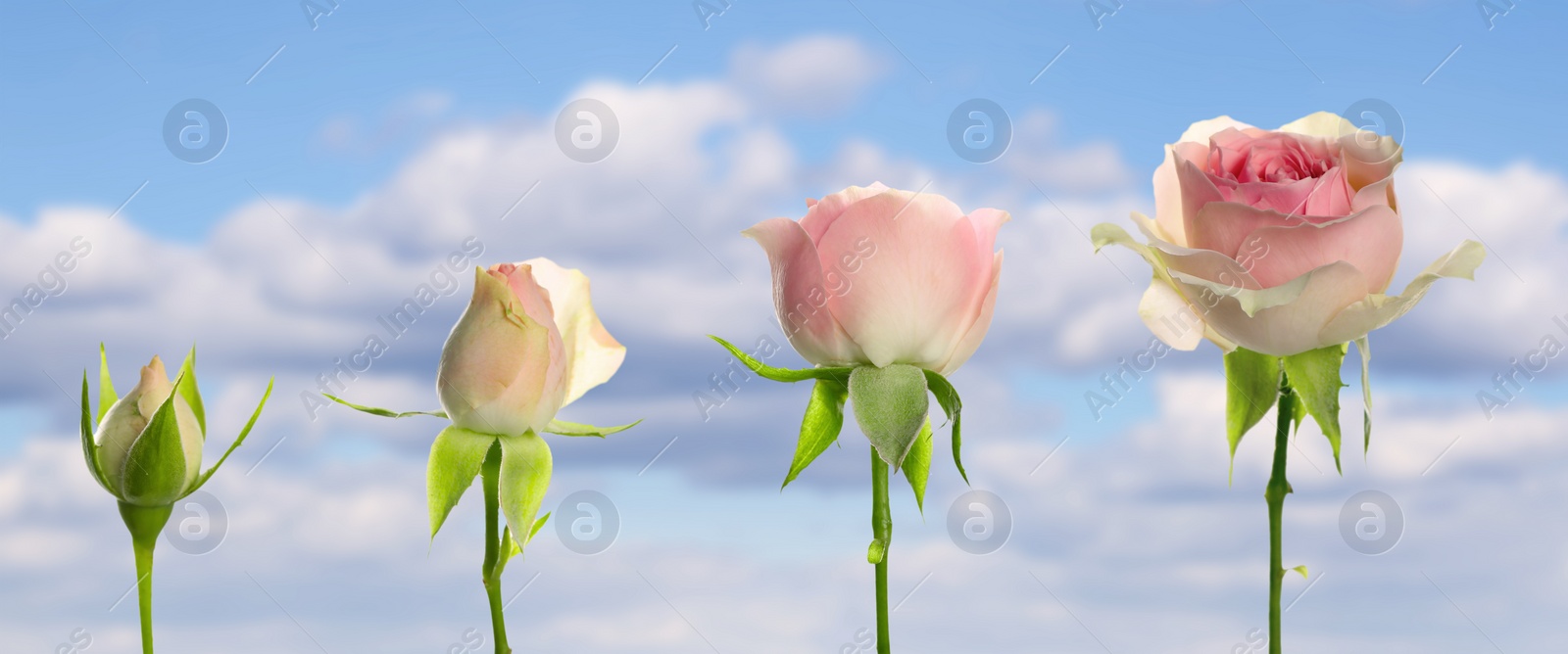 Image of Blooming stages of beautiful rose flower against sky