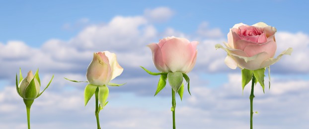 Blooming stages of beautiful rose flower against sky