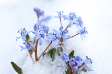 Photo of Beautiful lilac alpine squill flowers growing through 
snow outdoors, closeup