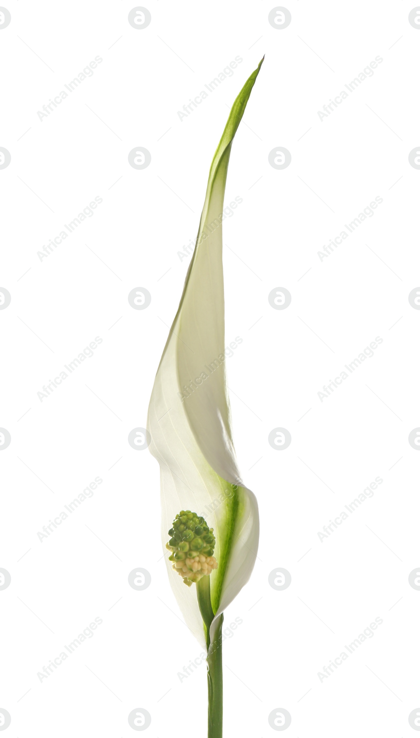 Photo of Flower of peace lily isolated on white