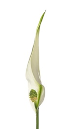 Flower of peace lily isolated on white