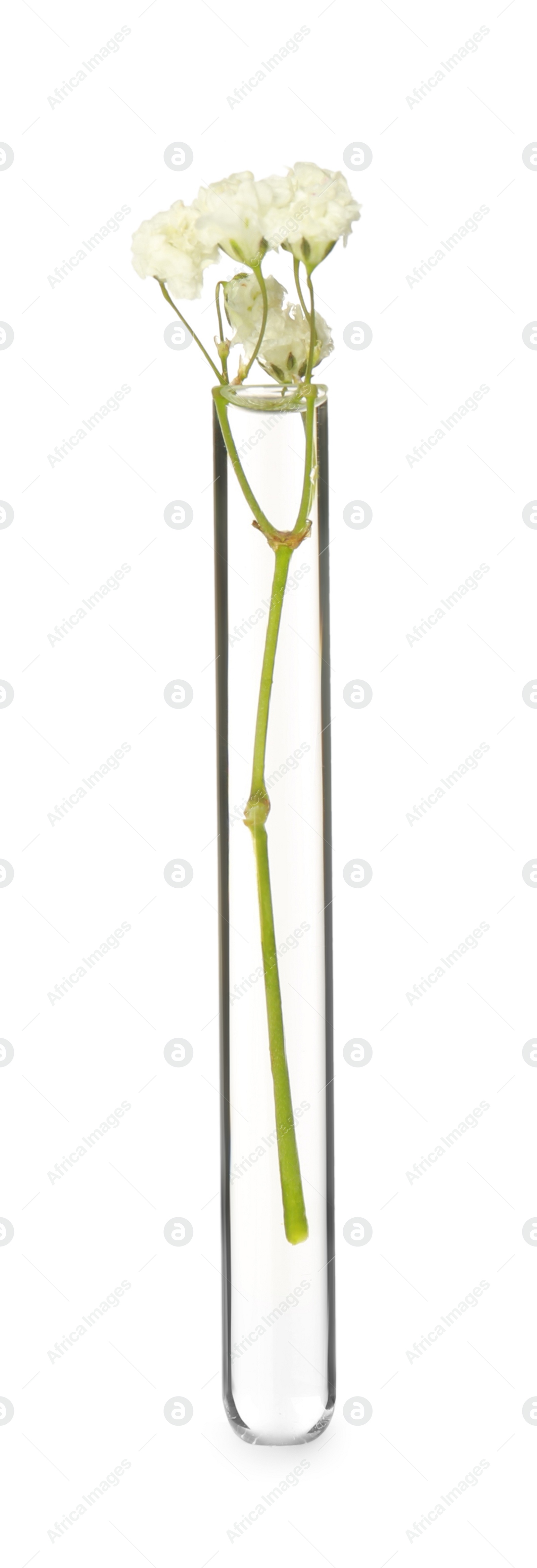 Photo of Gypsophila flowers in test tube on white background