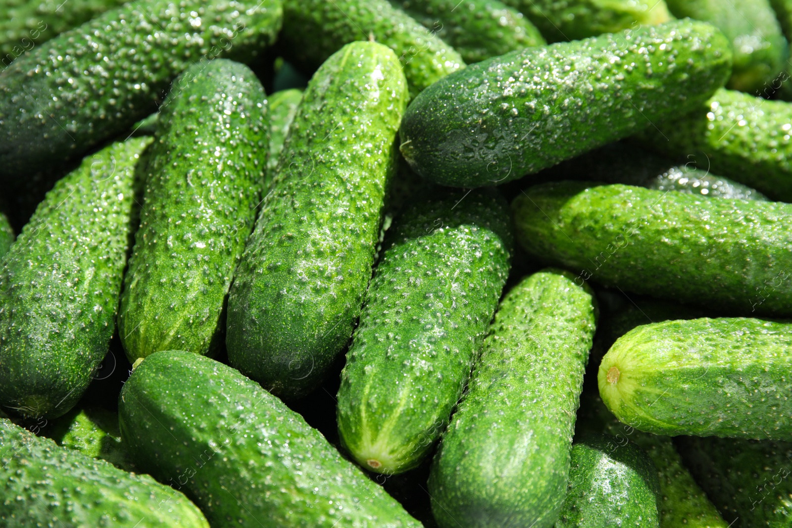 Photo of Ripe fresh cucumbers as background