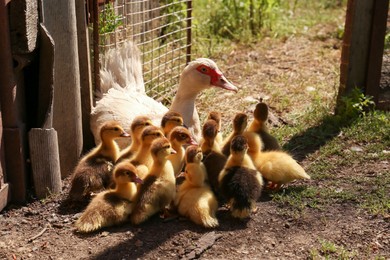 Photo of Cute fluffy ducklings with mother in yard