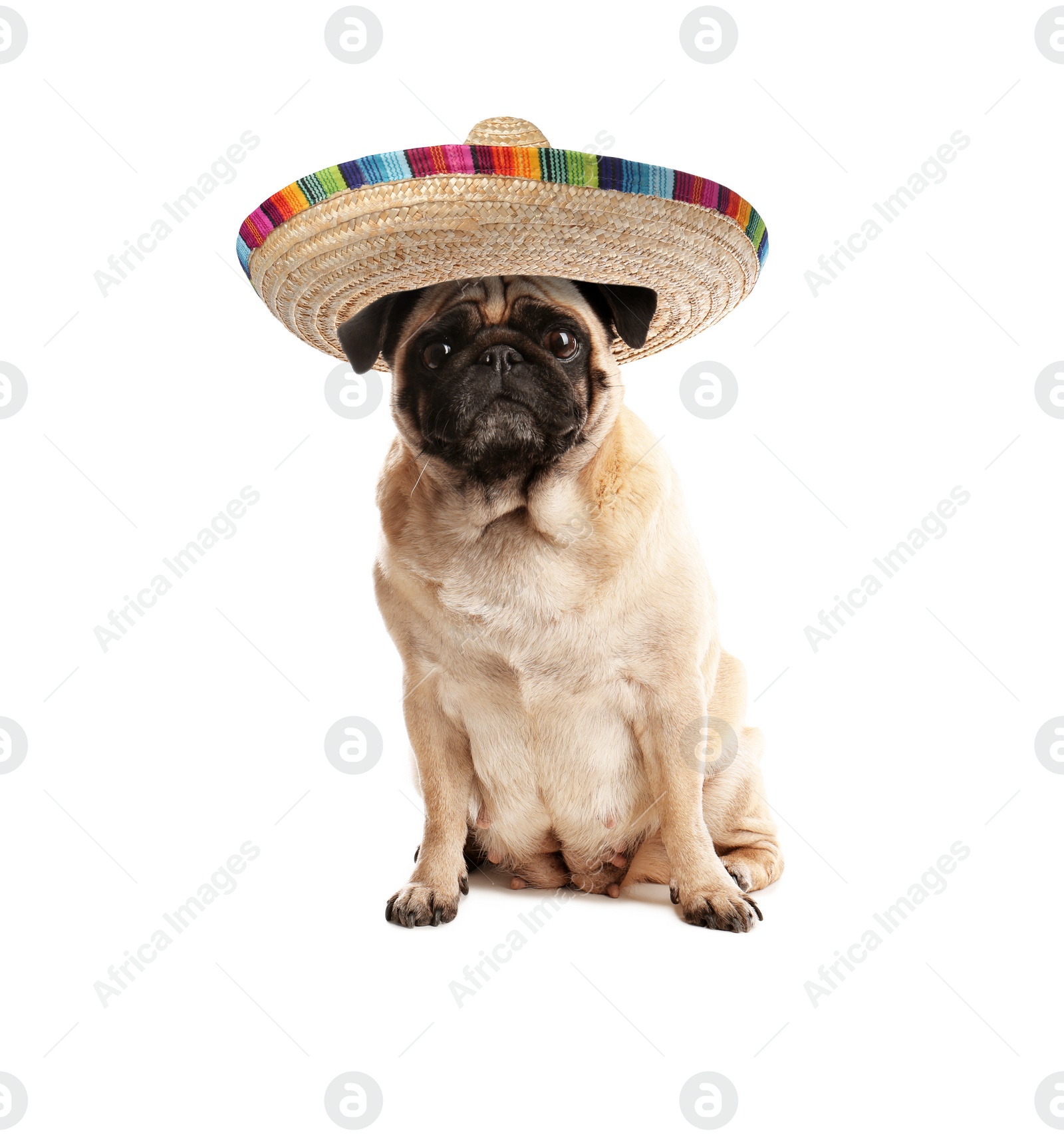 Image of Cute Pug dog with sombrero on white background