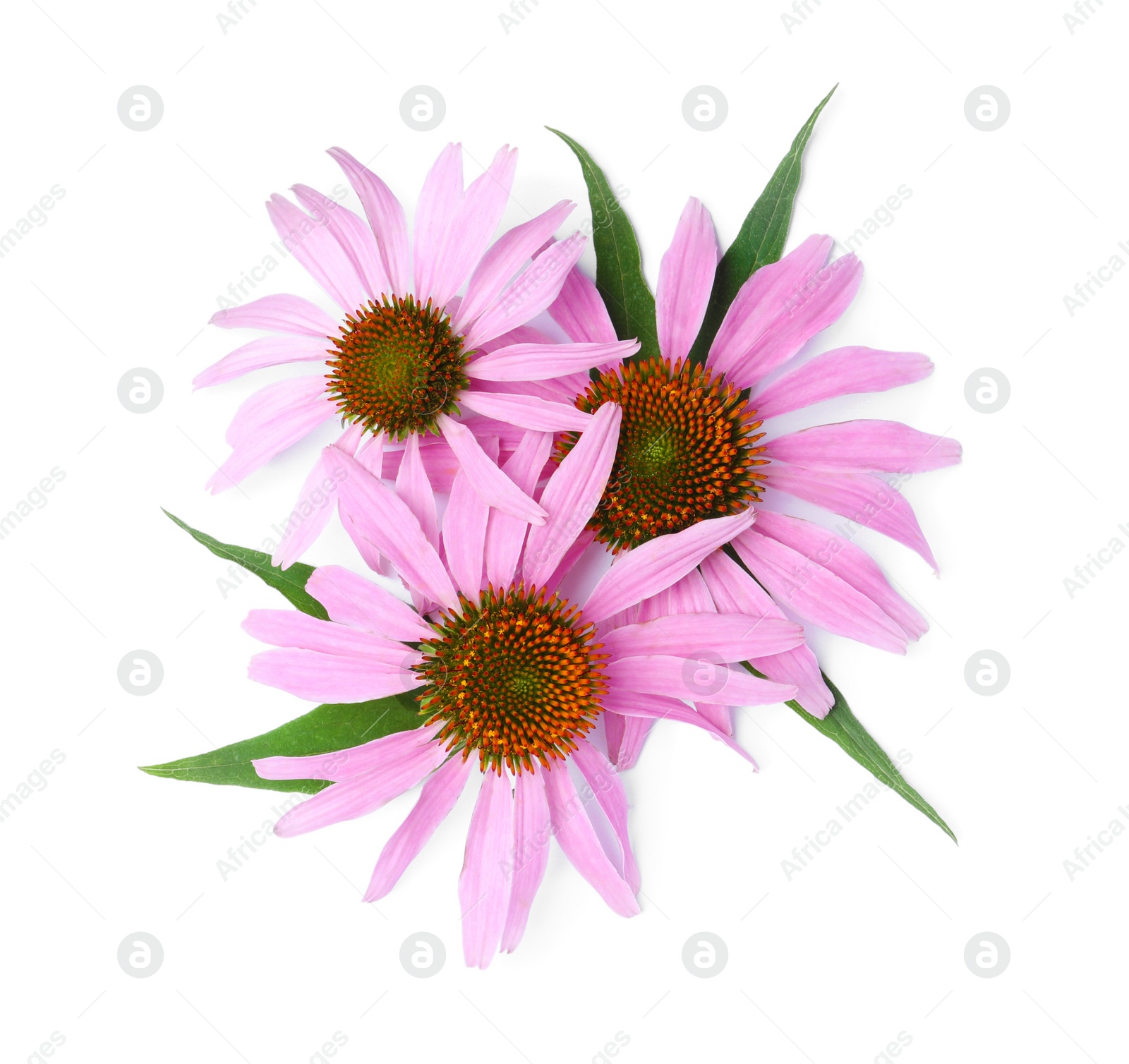 Photo of Beautiful blooming echinacea flowers with leaves on white background, top view