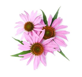 Photo of Beautiful blooming echinacea flowers with leaves on white background, top view