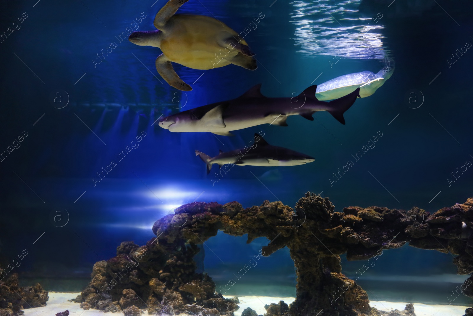 Photo of Beautiful turtle and sharks swimming in clear aquarium