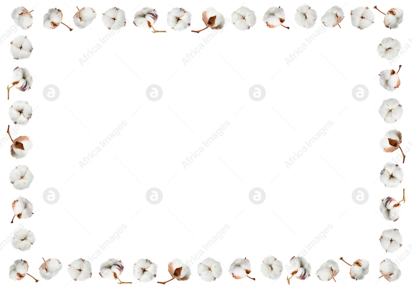 Image of Frame made of fluffy cotton flowers on white background