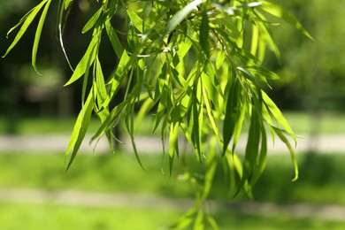 Beautiful willow tree with green leaves growing outdoors on sunny day, closeup