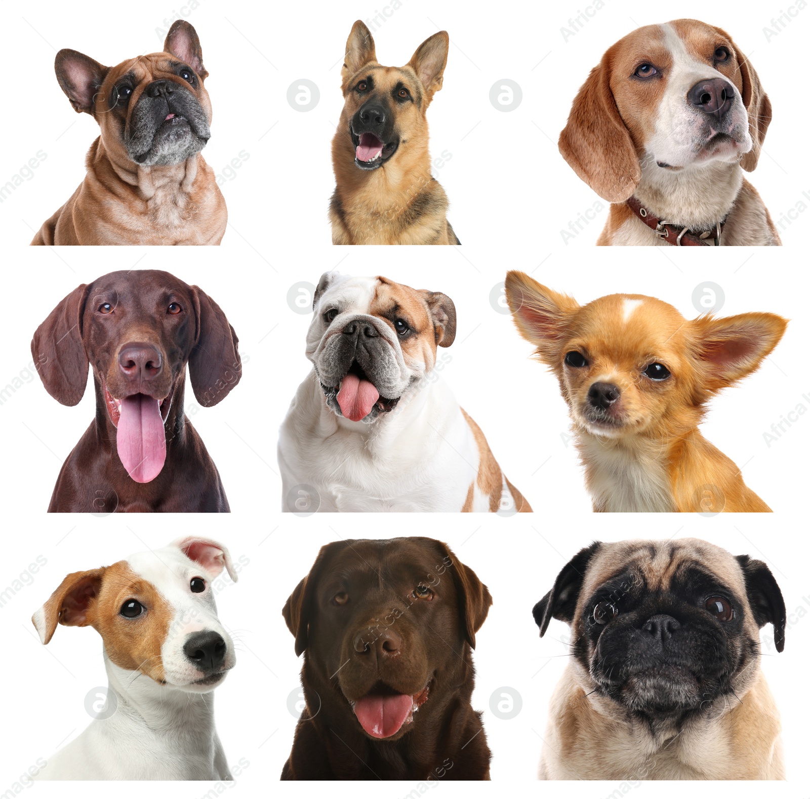 Image of Set of different dogs on white background