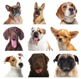 Image of Set of different dogs on white background