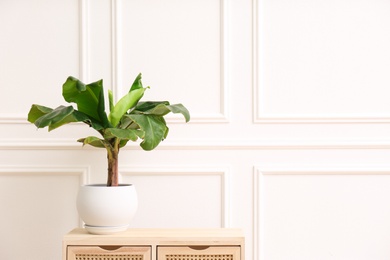 Photo of Beautiful indoor banana palm plant on wooden commode in room, space for text. House decoration