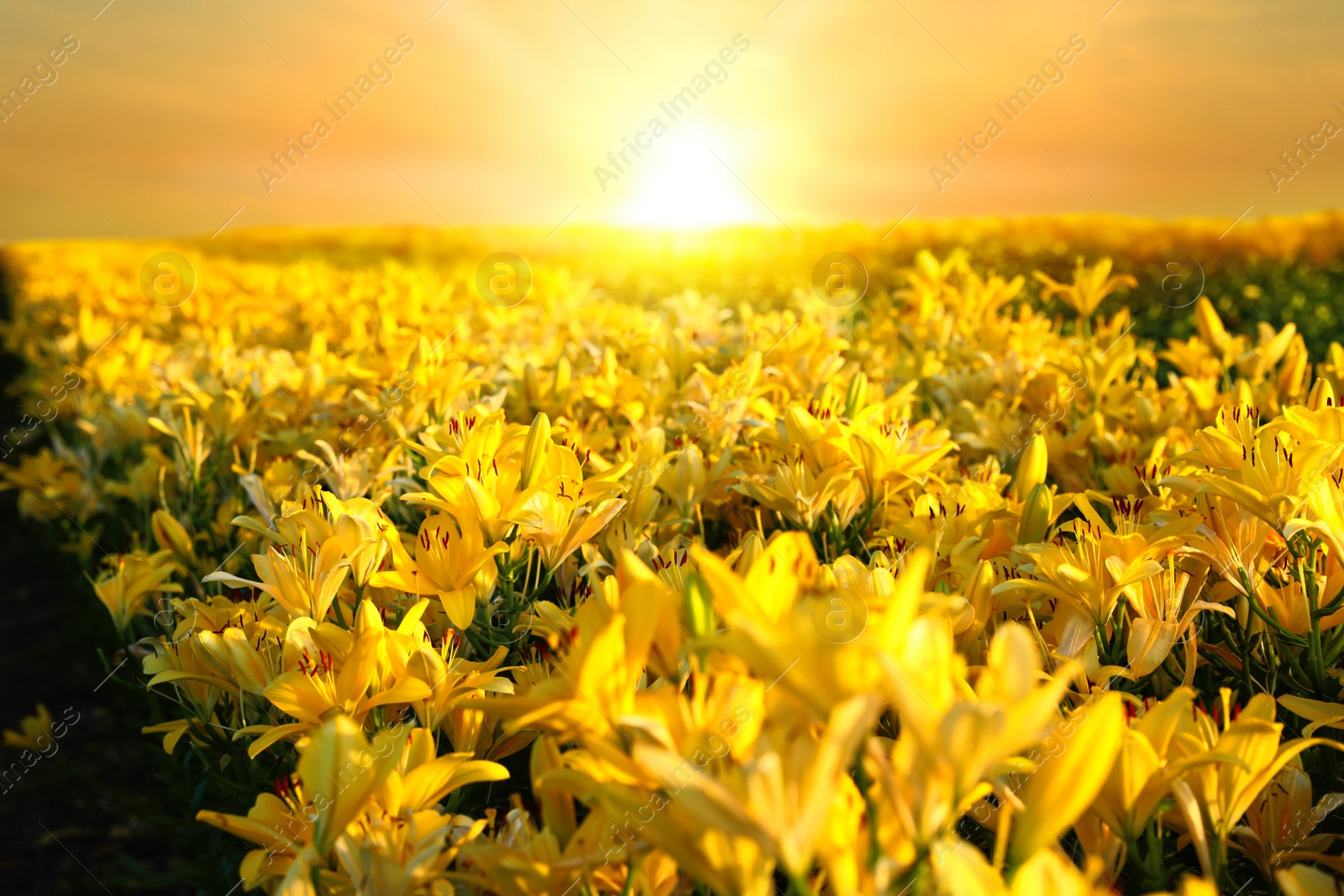 Photo of Beautiful bright yellow lilies growing at flower field