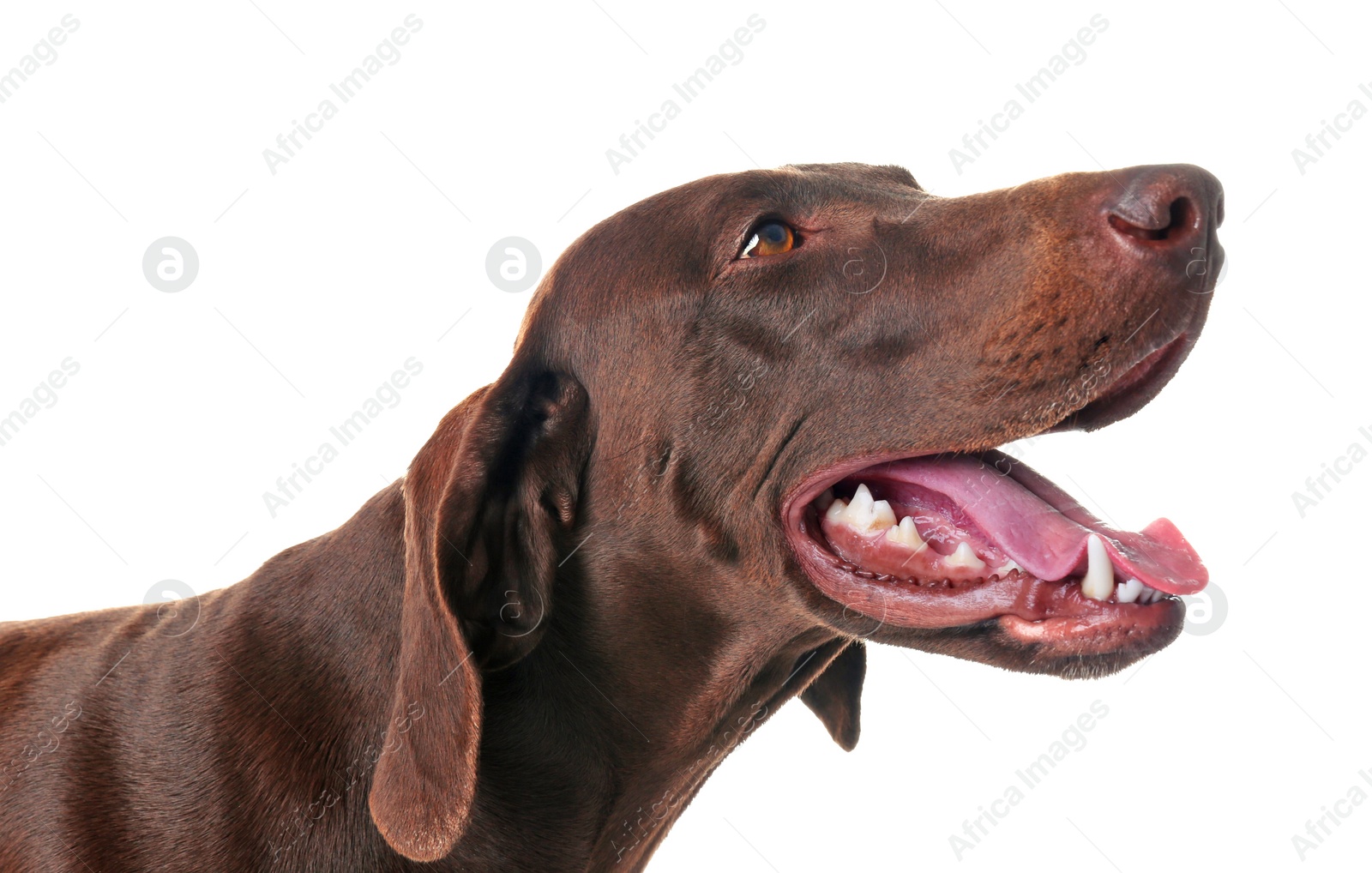 Photo of German Shorthaired Pointer dog on white background