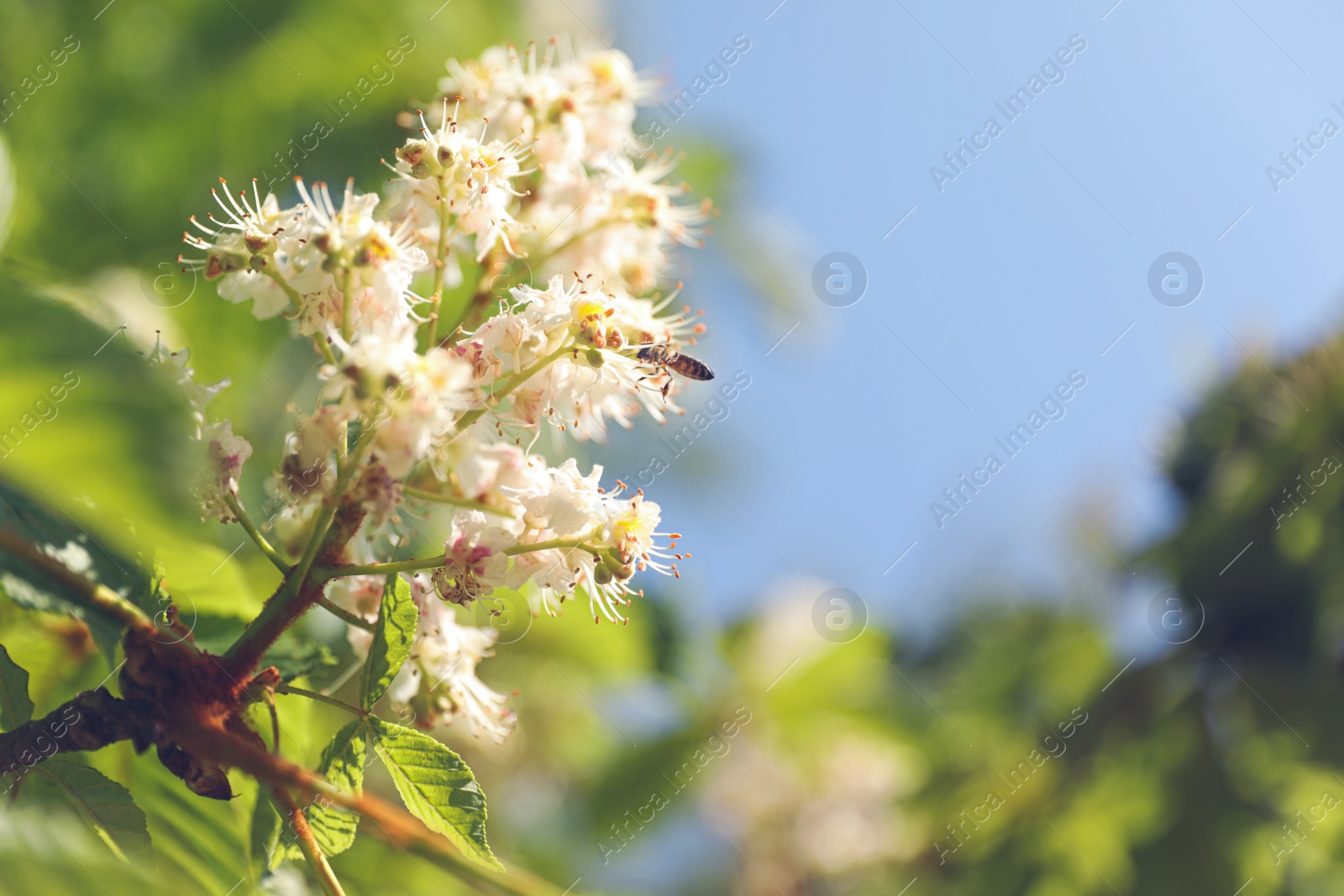 Photo of Closeup view of blossoming chestnut tree outdoors on sunny spring day