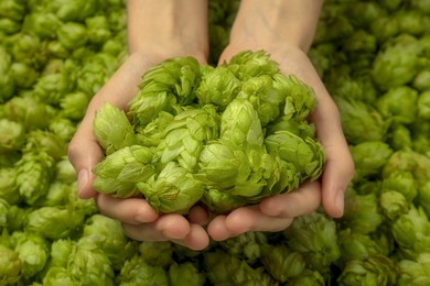 Photo of Woman holding pile of fresh ripe hops, closeup