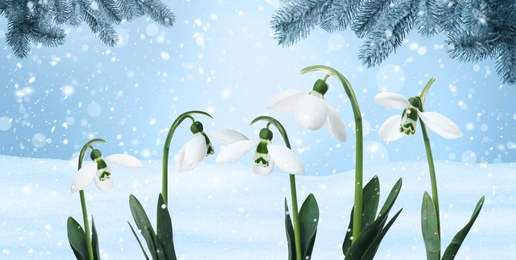 Beautiful tender snowdrops outdoors, banner design. First spring flowers