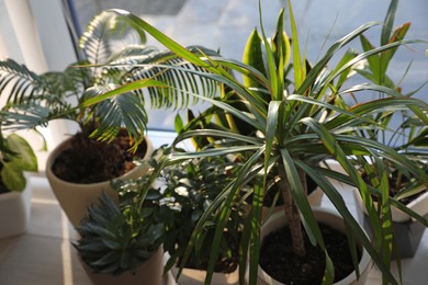 Different potted plants on window sill at home