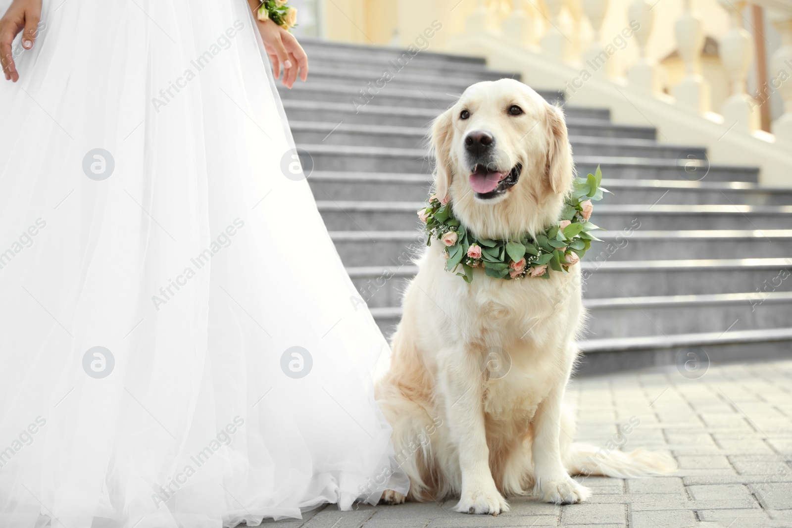 Photo of Bride and adorable Golden Retriever wearing wreath made of beautiful flowers outdoors, closeup