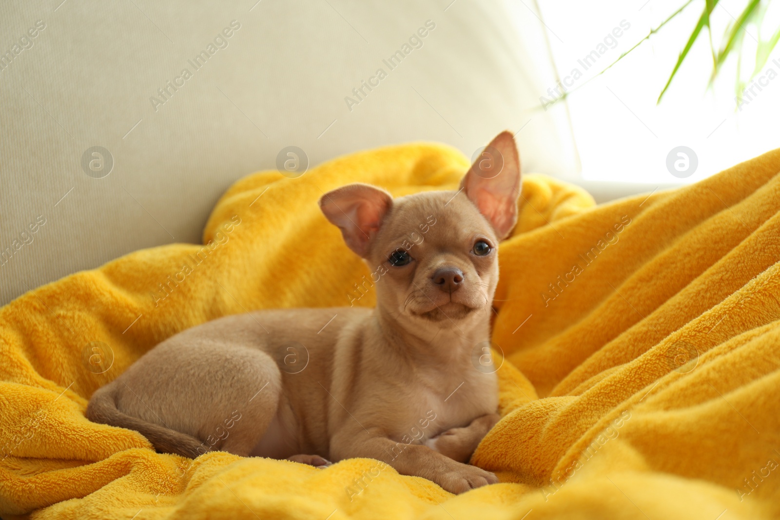 Photo of Cute Chihuahua puppy on yellow blanket. Baby animal